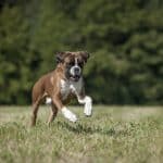 Cane Boxer