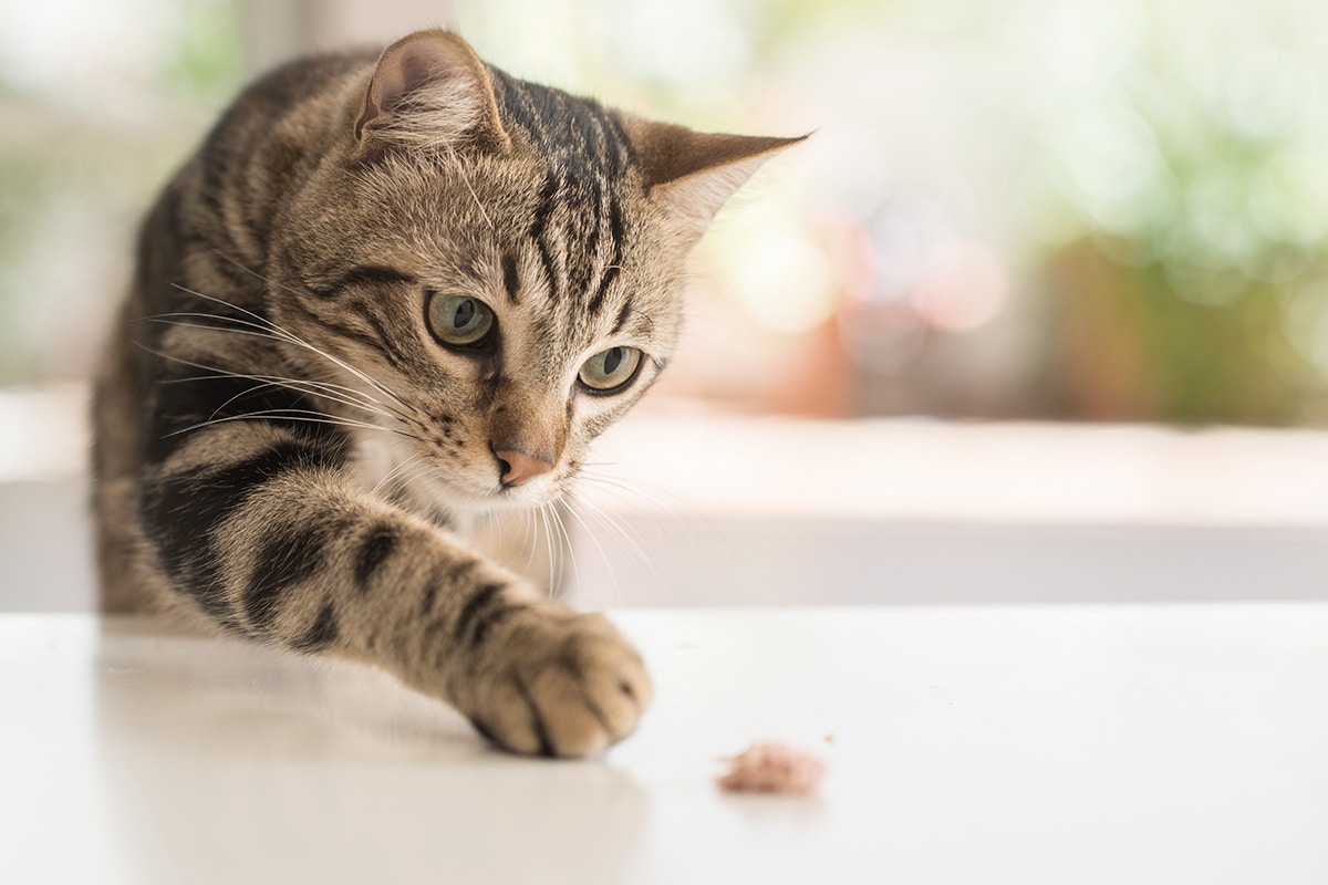 Cibi che fanno male ai gatti