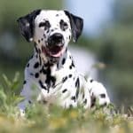Cane Dalmata