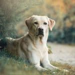 Cane Labrador Retriever