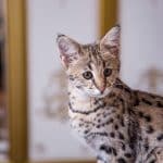 Razze di gatti