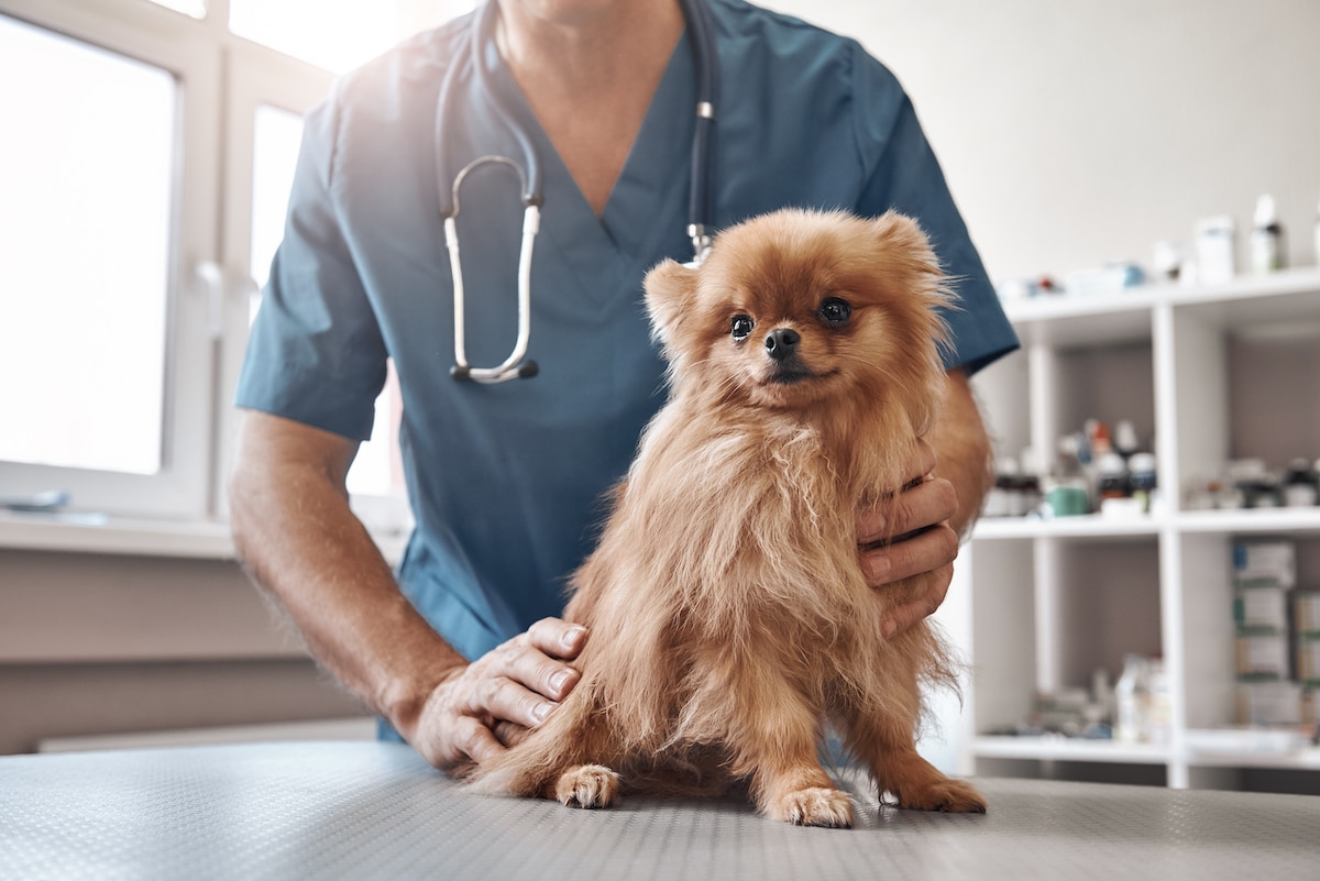 Leishmaniosi nel cane
