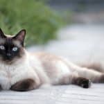 Gatto Siamese