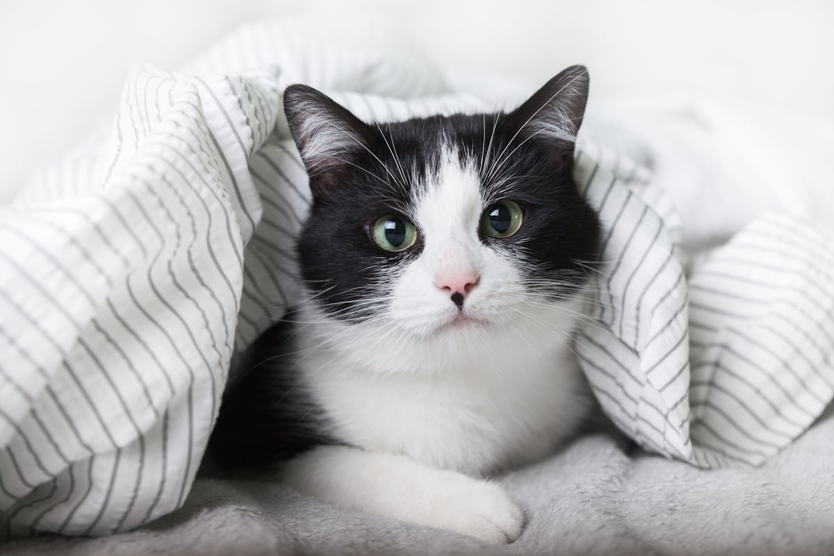 Raffreddore gatto come curarlo