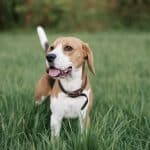 Cane Beagle