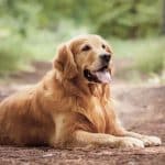Cane Golden Retriever