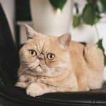 Gatto Exotic Shorthair