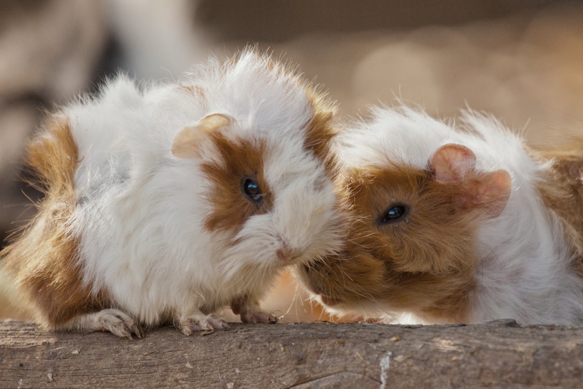 Cavia domestica