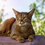 Gatto Abyssinian