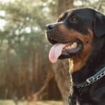 Cane Rottweiler