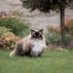 Gatto Ragdoll