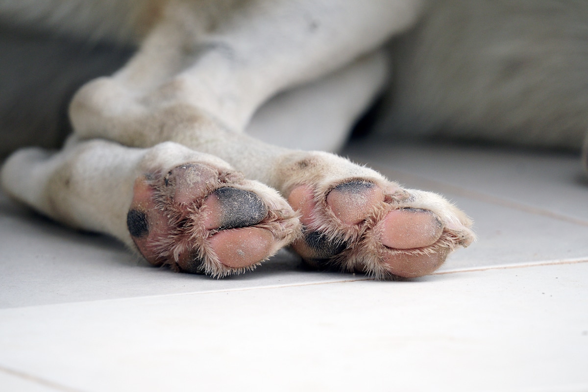 Ustioni Cani