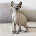 Gatto Sphynx