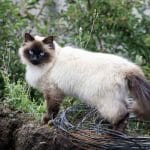 Gatto Siamese Himalayana