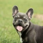 Cane Bulldog Francese