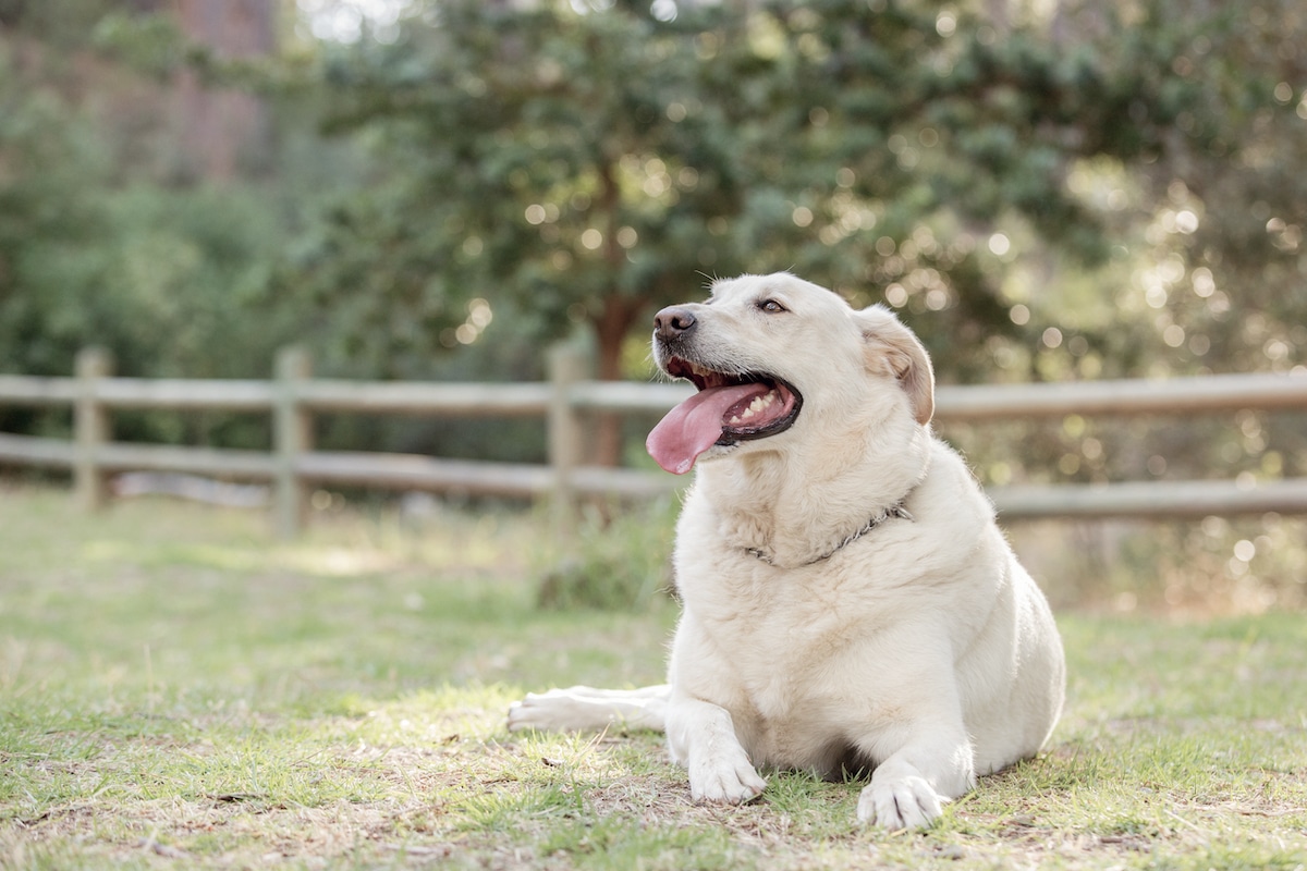Cani Obesità