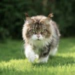 Gatto Maine Coon