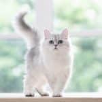 Gatto Persiano
