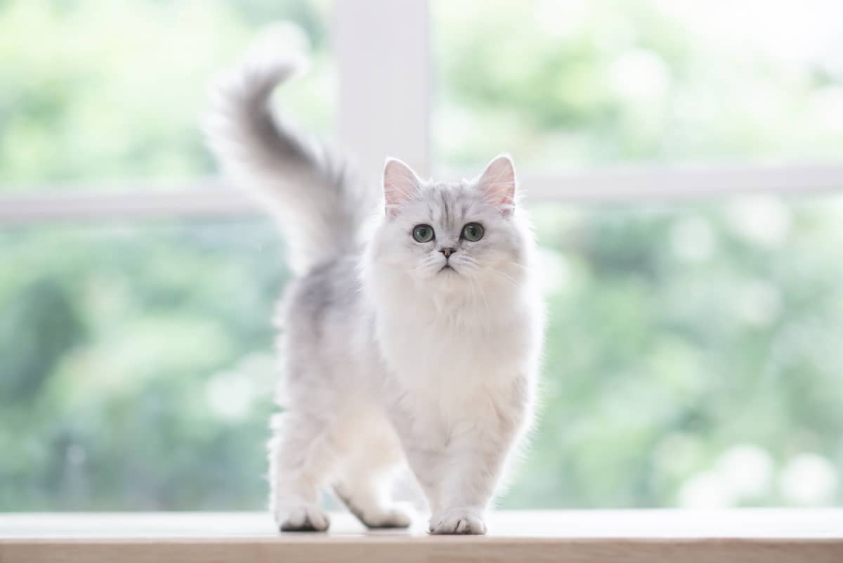Simona