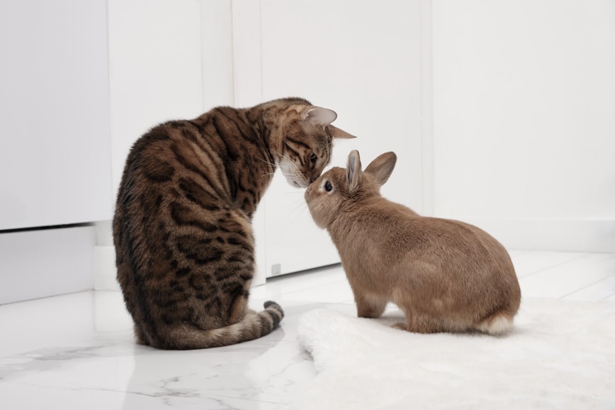 convivenza gatto e coniglio