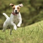 Cane Jack Russell Terrier