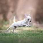 Cane Chihuahua
