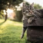 Gatto Europeo