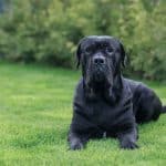 Cane Cane Corso