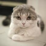 Gatto Scottish Fold