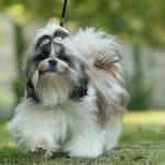Cane Shih Tzu