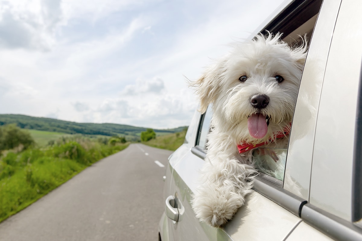 cane rientro vacanze