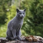 Gatto Russian Blue