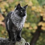 Gatto Norwegian Forest Cat