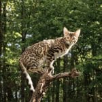 Gatto Bengal