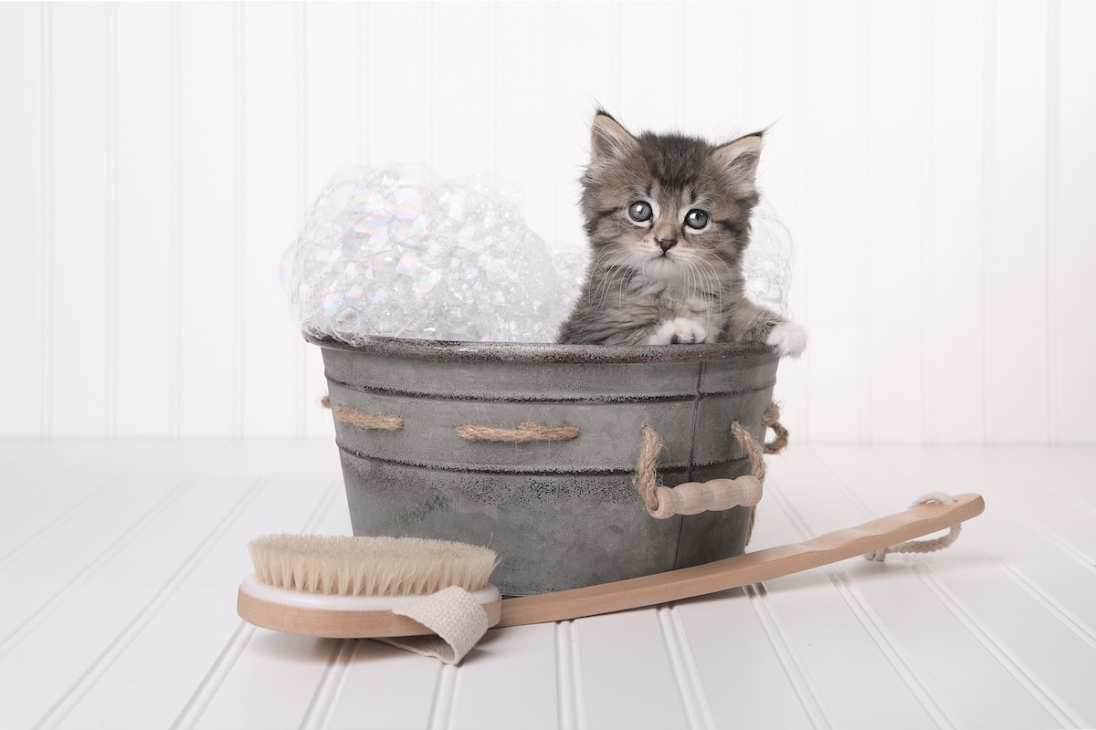 Gatto Falsi Miti