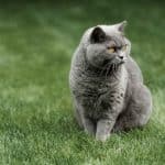 Gatto British Shorthair
