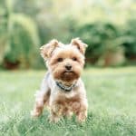Cane Yorkshire Terrier