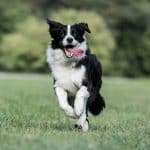Razze di cani