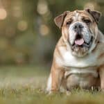 Cane Bulldog Inglese