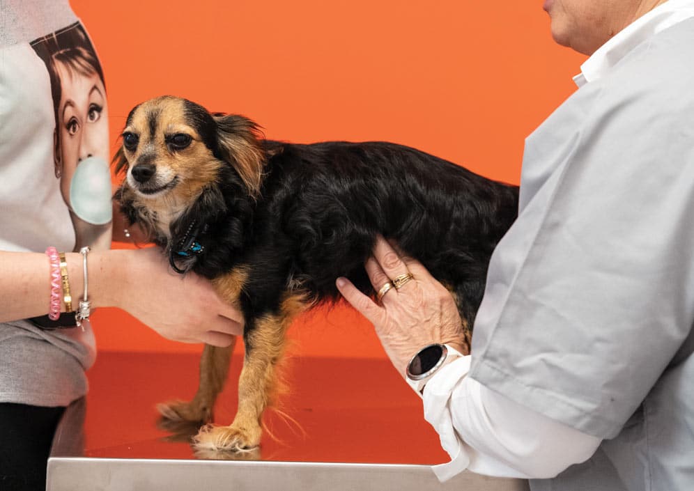 Cane Veterinario