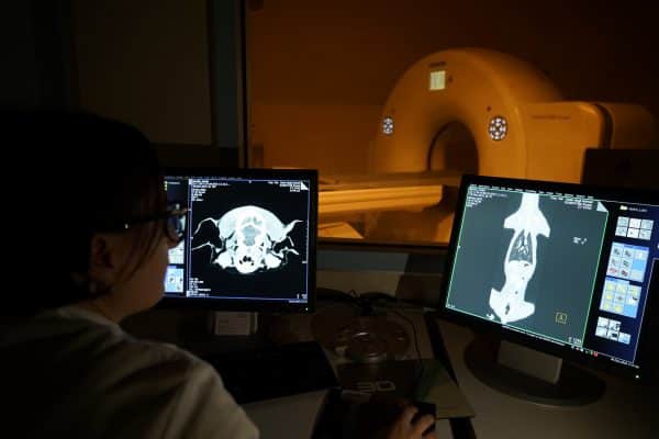 ospedale veterinario latina risonanza magnetica