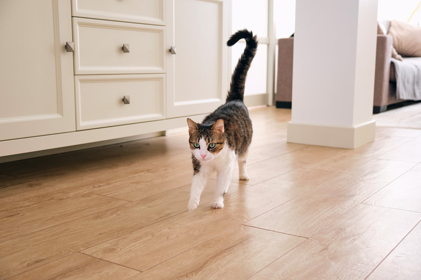 Gatto con la coda alzata in casa