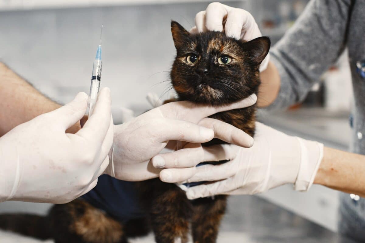 Malattia renale cronica nel cane e gatto: tutto ciò che devi sapere