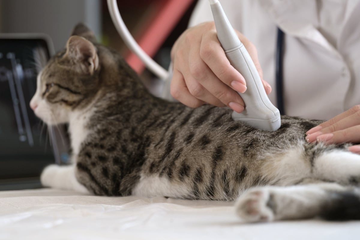 prevenzione renale gatti