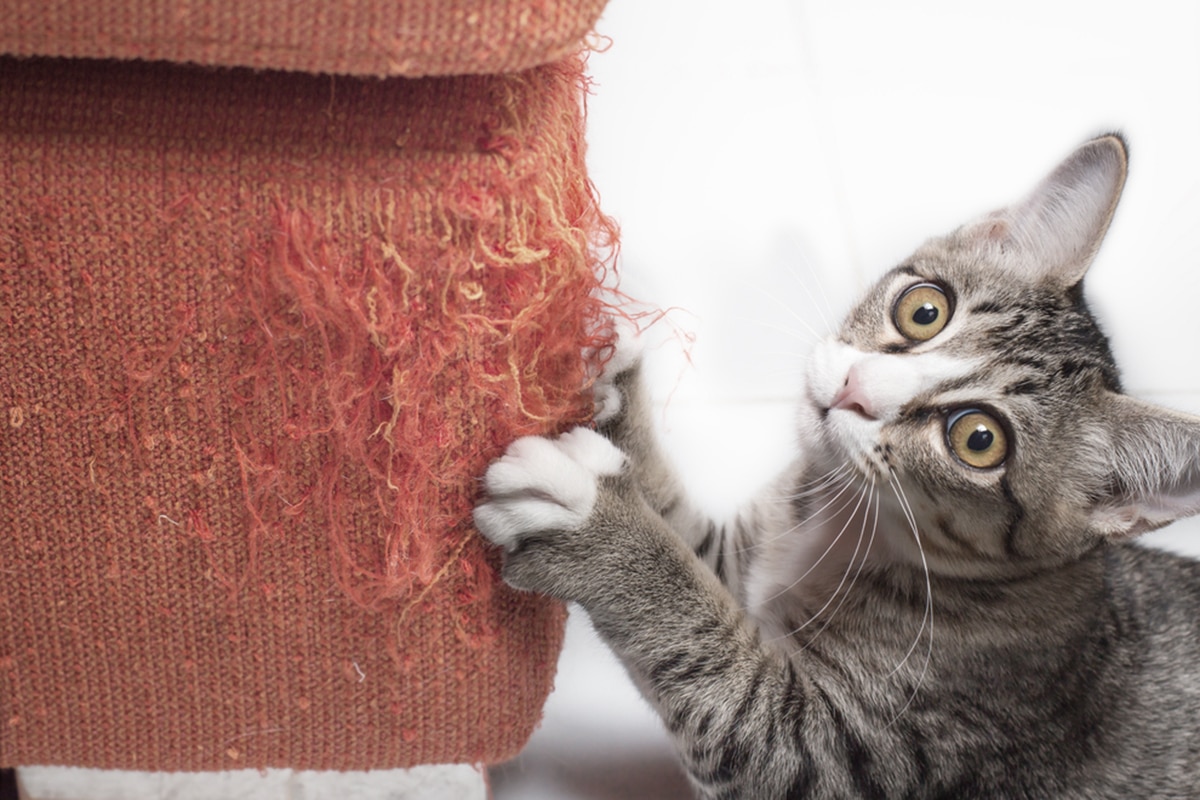 gatto unghie divano