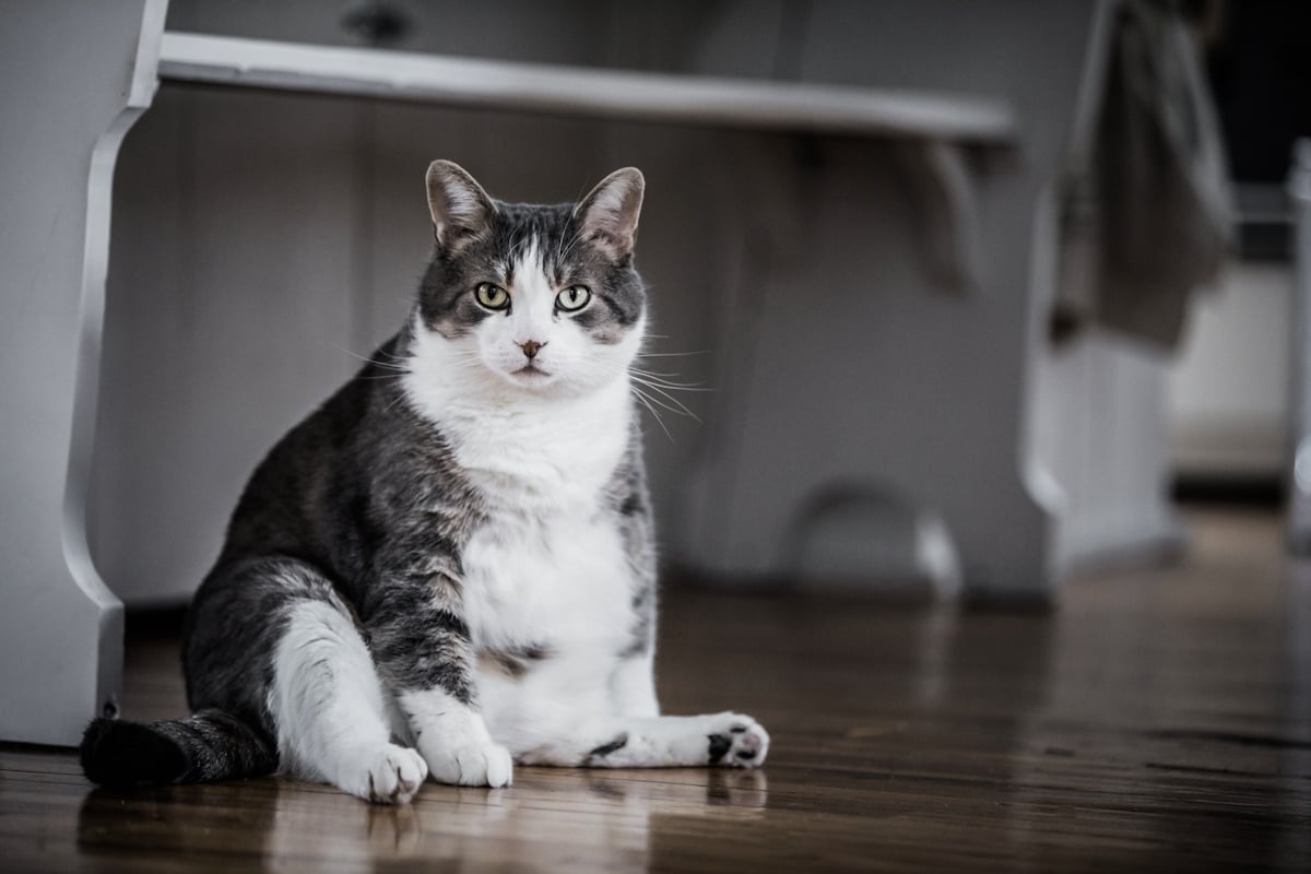 Gatto obeso