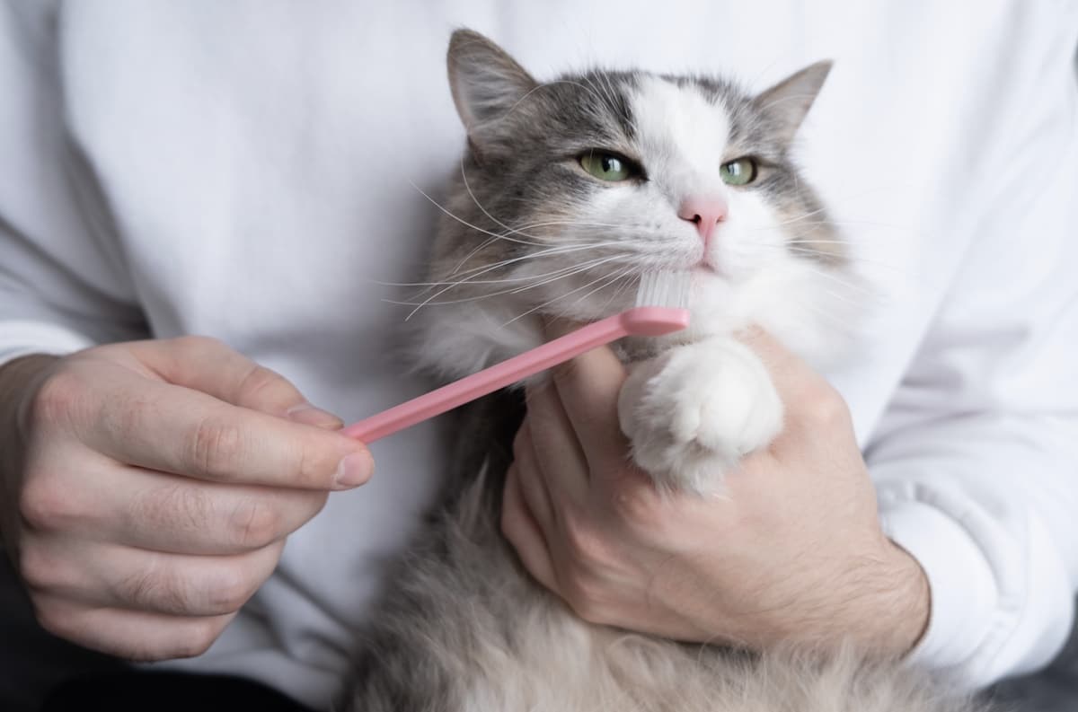 Lavare denti gatto
