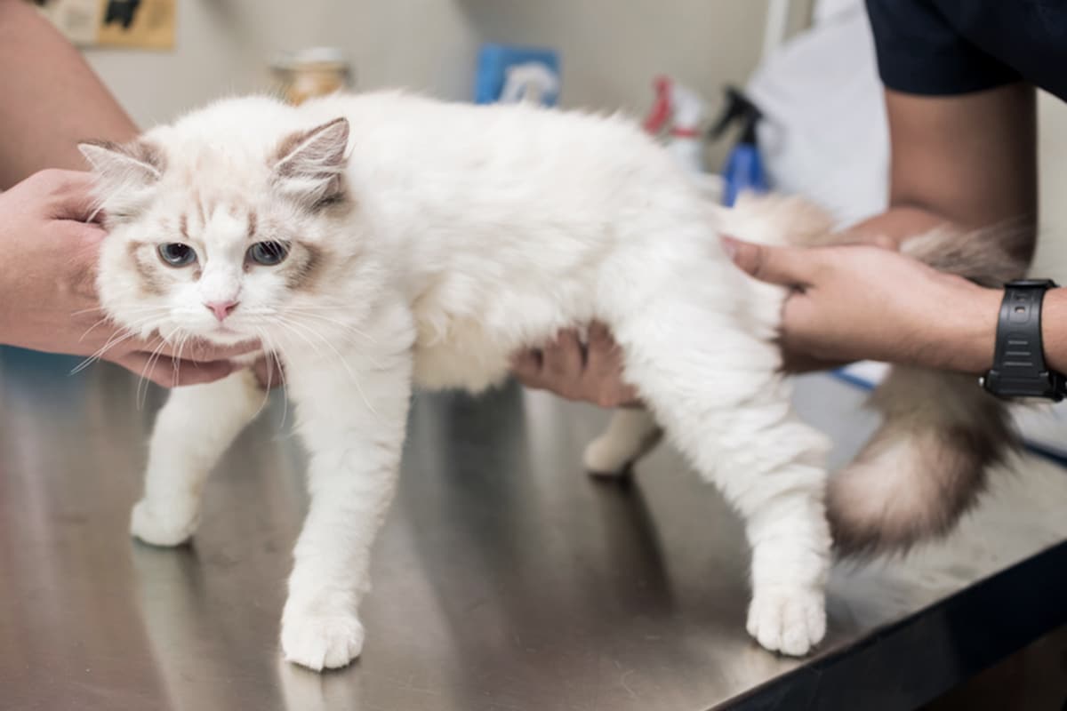 fibrosarcoma gatto