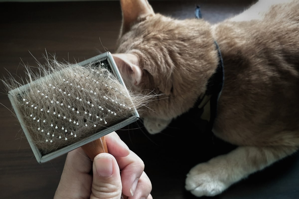 forfora cane e gatto