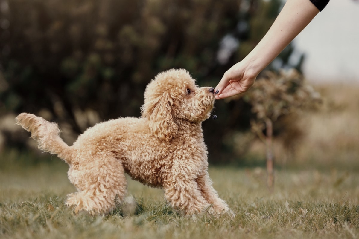 premiare cane